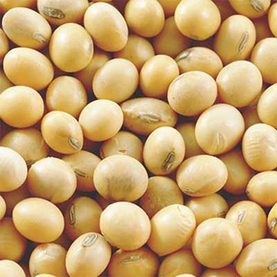 Close-up of soy beans.